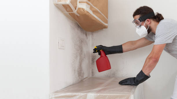 Professional Mold Removal technician working in South Boston, MA