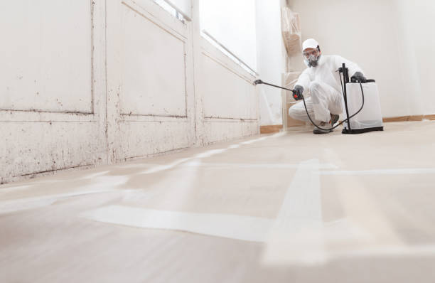 24/7 Emergency Mold Removal experts in South Boston, MA
