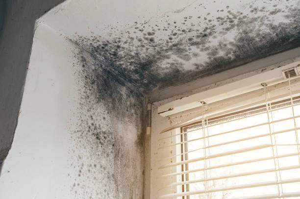 Affordable Mold Removal solutions in South Boston, MA